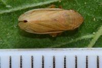 Neophilaenus lineatus