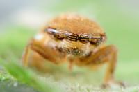 Neophilaenus lineatus