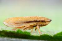 Neophilaenus lineatus