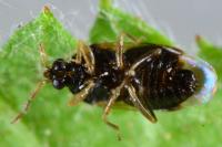 Orius niger