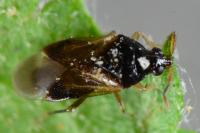 Orius niger