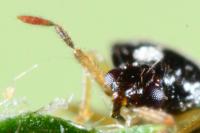 Orius niger