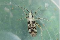 Phytocoris tiliae