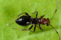 Mimocoris coarctatus