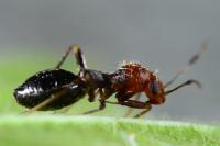 Mimocoris coarctatus