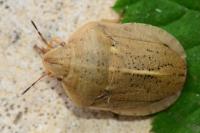 Eurygaster austriaca