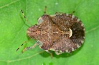 Dyroderes umbraculatus