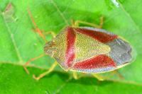 Piezodorus lituratus