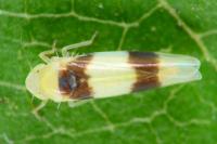Zonocyba bifasciata