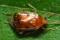 Deraeocoris lutescens