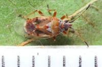 Kleidocerys ericae