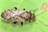 Heterogaster urticae