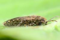 Heterogaster urticae