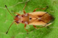 Cymus melanocephalus