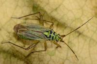 Oncotylus viridiflavus