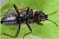 Xanthochilus quadratus