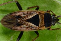 Xanthochilus quadratus