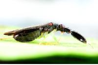 Heterotoma planicornis