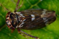 Balcanocerus larvatus