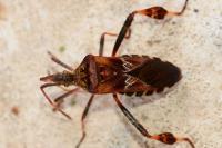 Leptoglossus occidentalis