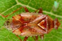 Alloeotomus germanicus