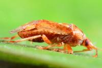 Alloeotomus germanicus