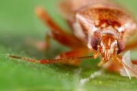 Alloeotomus germanicus