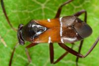 Pilophorus cinnamopterus