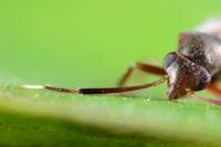 Pilophorus cinnamopterus