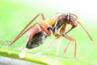 Pilophorus cinnamopterus