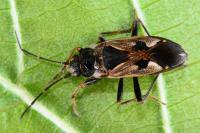 Rhyparochromus vulgaris