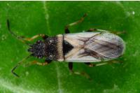 Metopoplax fuscinervis