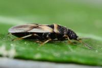 Metopoplax fuscinervis