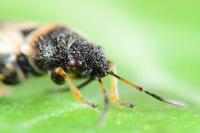 Metopoplax fuscinervis