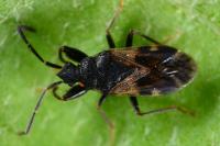 Taphropeltus contractus