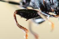 Taphropeltus contractus