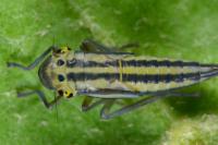 Cicadella viridis