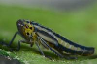 Cicadella viridis