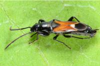 Pterotmetus staphyliniformis