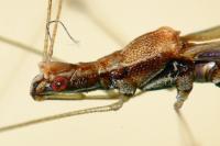 Apoplymus pectoralis