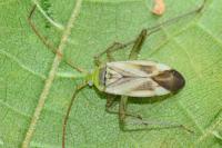 Adelphocoris lineolatus