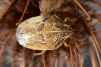 Neottiglossa leporina