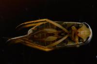 Corixa punctata