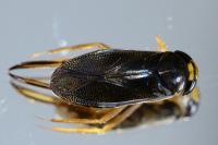 Corixa punctata