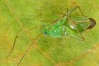 Orthotylus ericetorum
