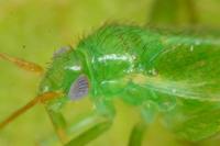 Orthotylus ericetorum
