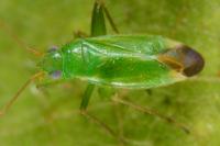 Orthotylus ericetorum