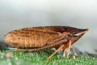 Aphrodes makarovi