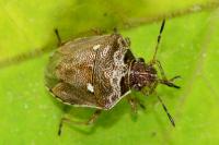Eysarcoris ventralis