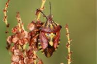 Carpocoris purpureipennis